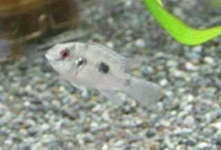 �A�m�}�N���~�X��g�[�}�V�[