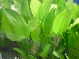 Ech�I���G���^��