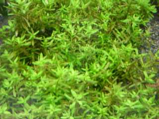 �f�B�f�B�v���X