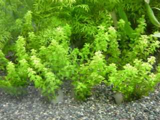 �p�[���O���X