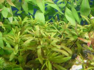 �C�G���[�A�}�j�A
