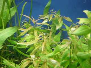 �n�C�O���t�B�����x��